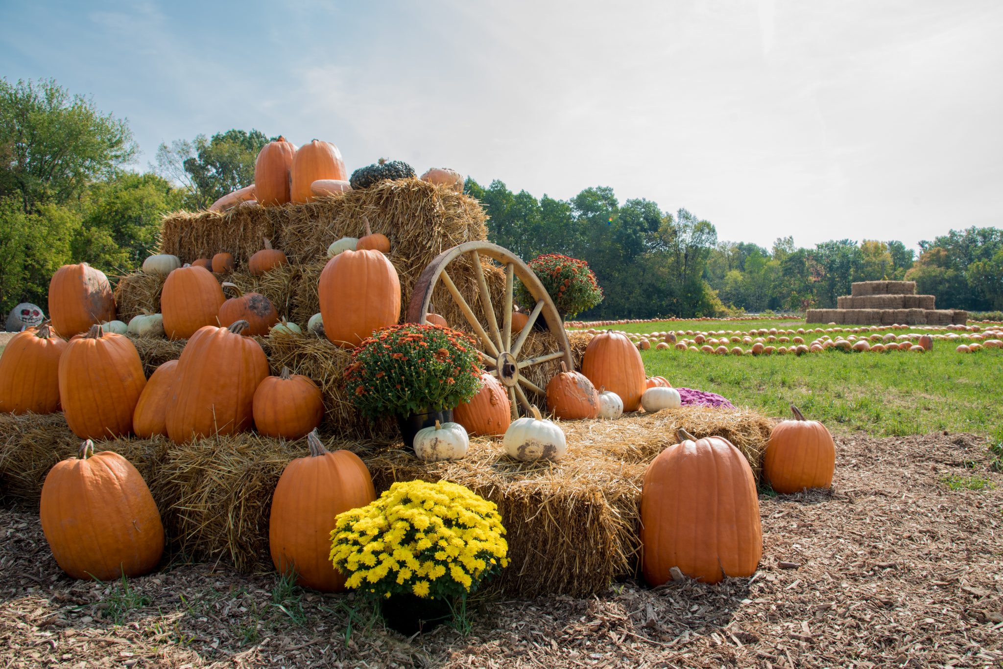 Fall harvest display with pumpkins and hay on the farm Windermere/North